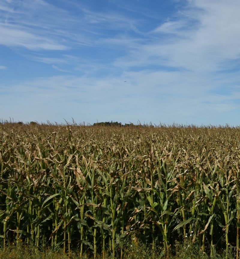 What are environmental outcomes and how are they produced on-farm?